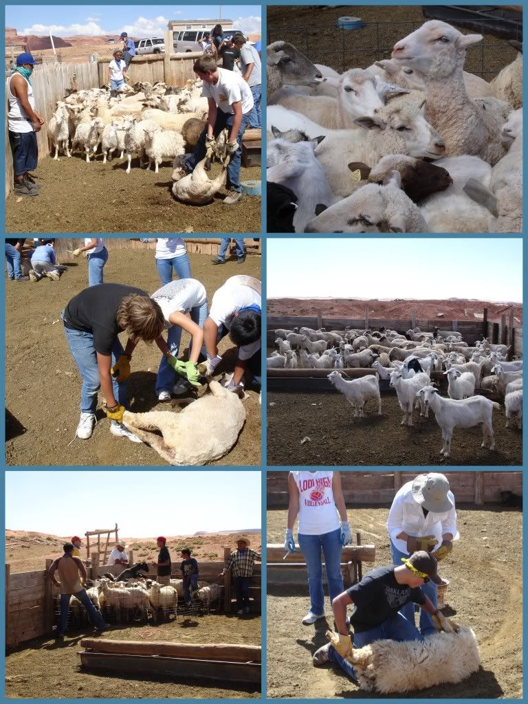 Church of the Cross Sacramento, CA did livestock vaccinations for Navajo residents around Navajo Lutheran Mission