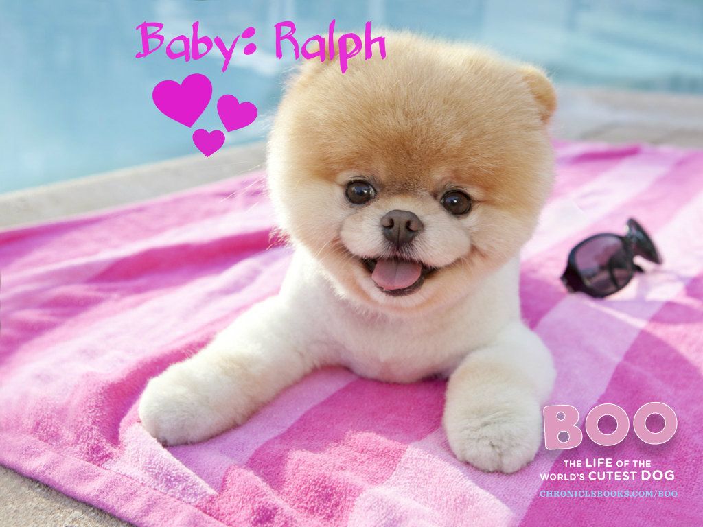  photo boo-cute-dog-glasses-pink-Favimcom-428131_zps035ae63f.jpg
