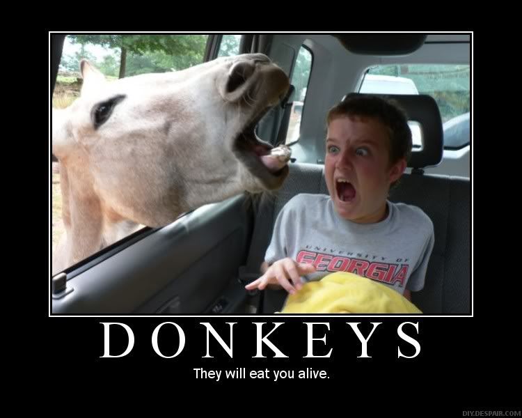 Shrek donkey photo: Donkey MotivationalPosters-Donkeys.jpg