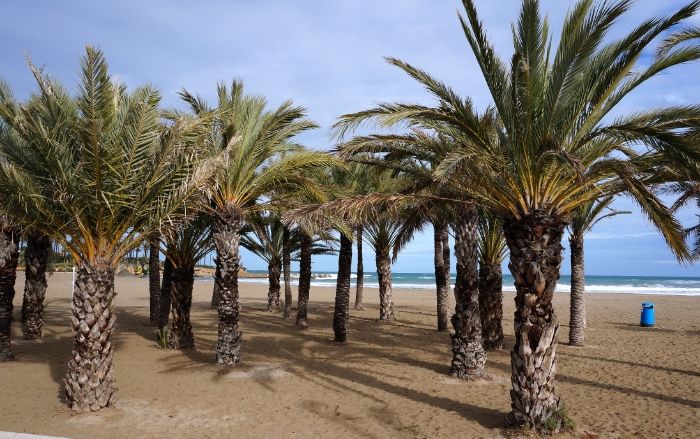 Javea beach, palm trees in Javea