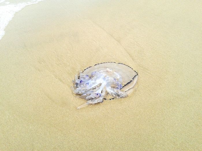 valencia, spain, travel, jellyfish valencia, spain, travel, jellyfish