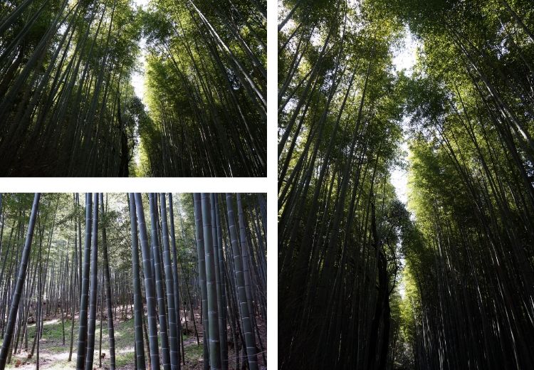 Kyoto, Japan, Arashiyama bamboo grove, Euriental
