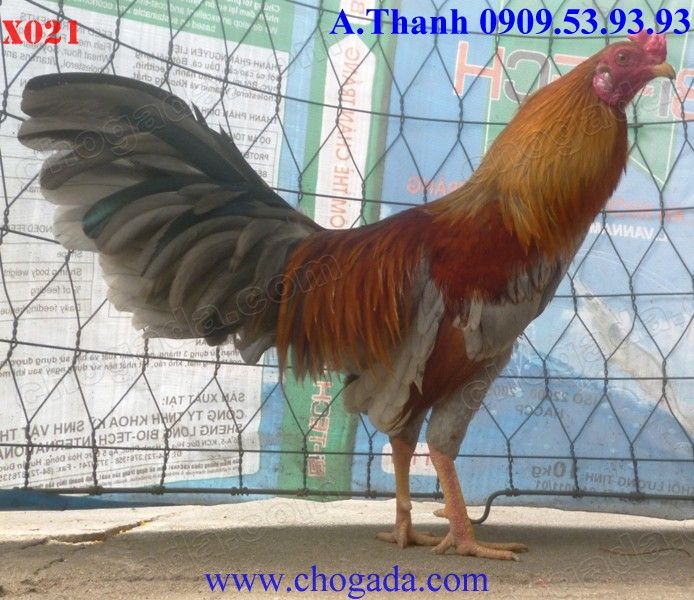 Chogada. com tặng gà đá tết & miễn phí vận chuyển toàn quốc đến 30/ 11/ 2013