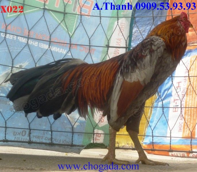Chogada. com tặng gà đá tết & miễn phí vận chuyển toàn quốc đến 30/ 11/ 2013