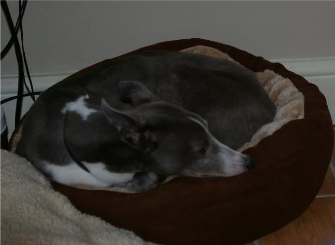 lazywhippets027.jpg