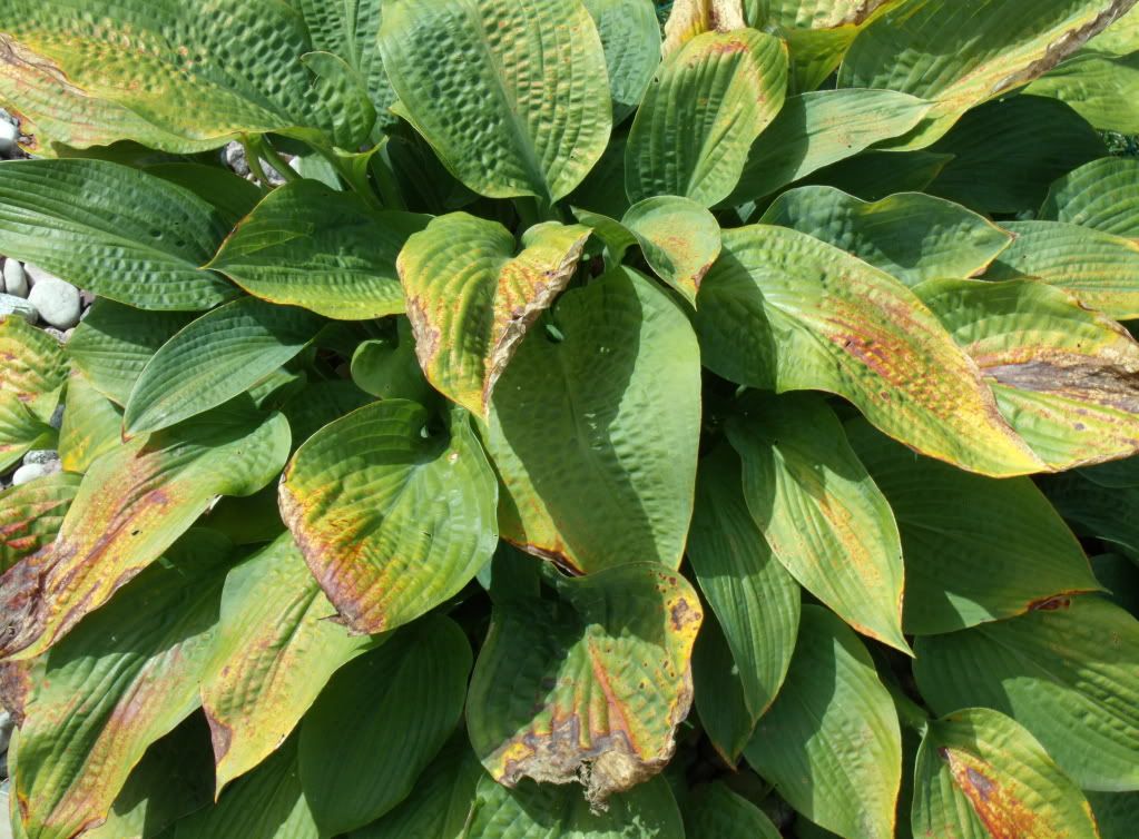 Spots on my hostas