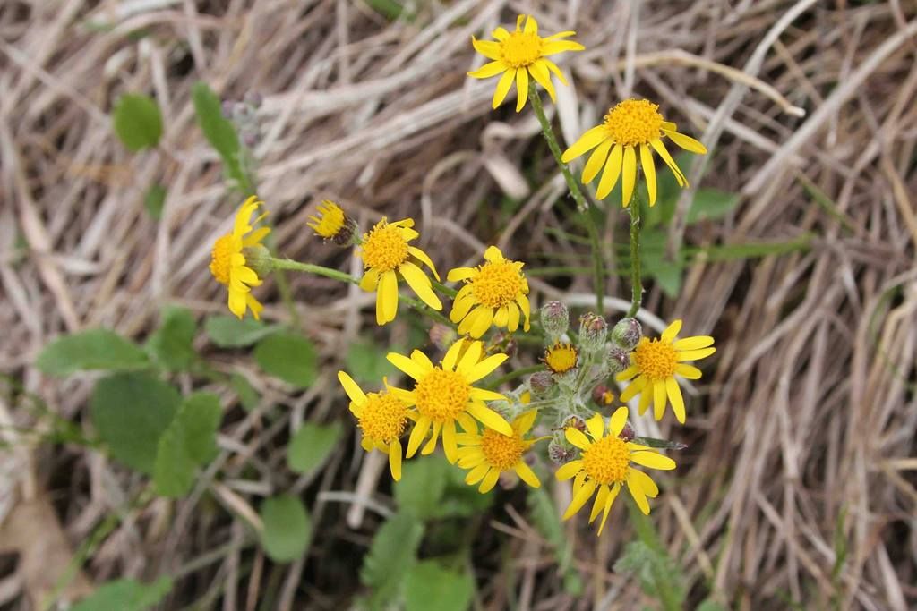 Eileen Miller photo of ragwort photo 13072815_862470393881955_5885126108713152241_o_zpsaifrslur.jpg