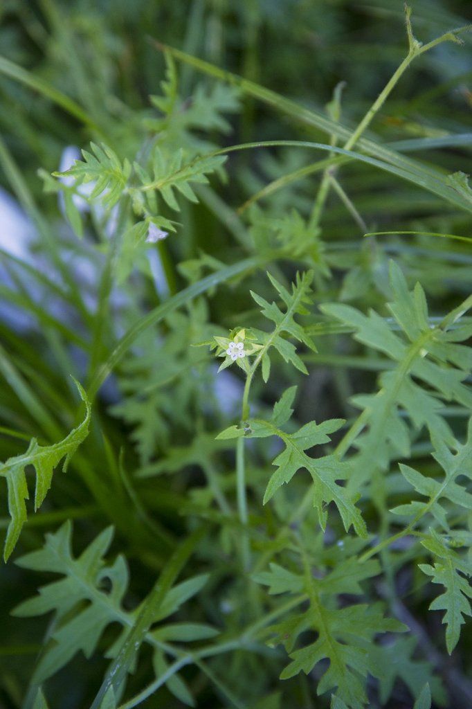 Lora Conrad Aunt Lucy plant 2 photo 170513-Aunt Lucy-large plant with flower-lpc_zpske31l5r7.jpg