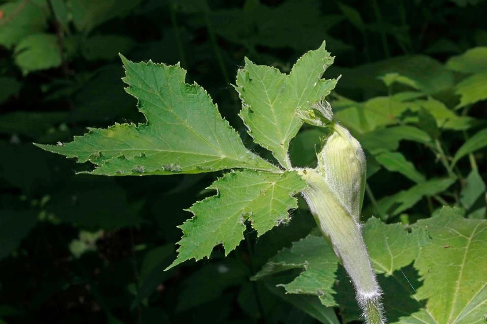 Eileen Miller cow parsnip bud photo 18922096_1208609965934661_757099364746847574_n_zpsfjolpqkc.jpg