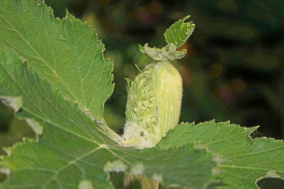 Eileen Miller cow parsnip bud opening photo 18951204_1208610245934633_3523508907835908662_n_zpsvawvppao.jpg