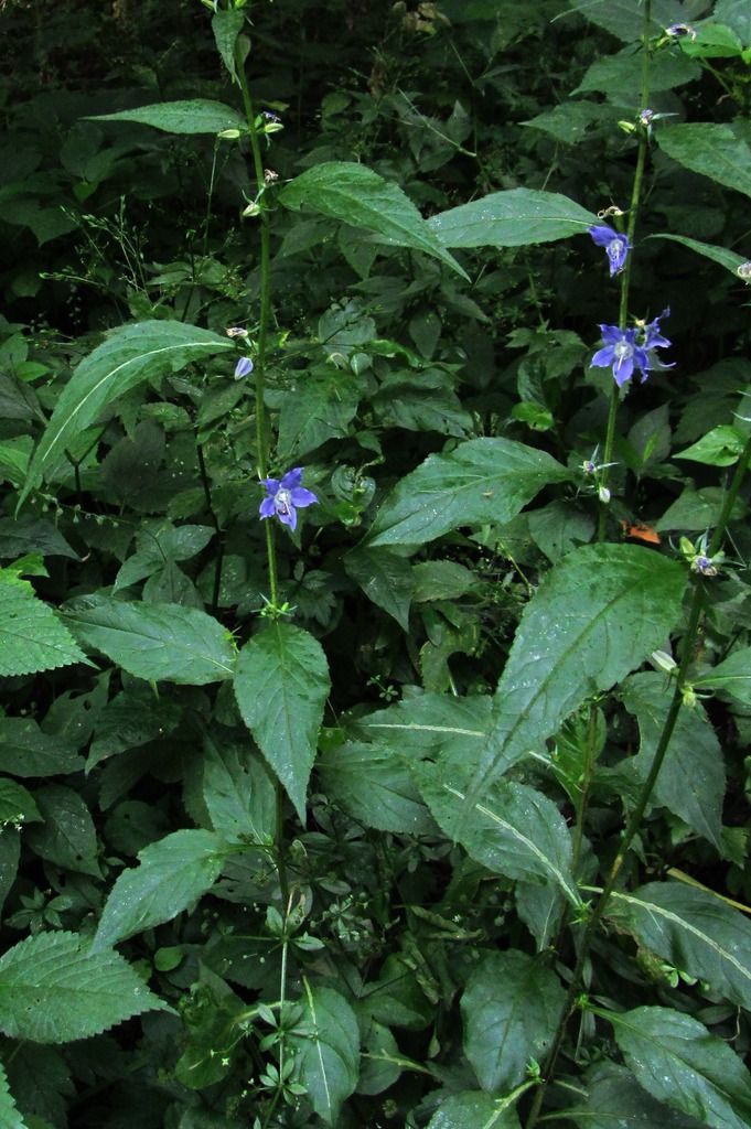 American bellflower blooming photo Americanbellflower1_zpsen6yyaej.jpg