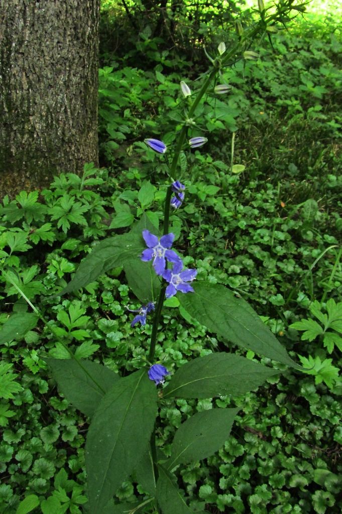 American bellflower close-up photo Americanbellflower4_zps9jvrrk1g.jpg