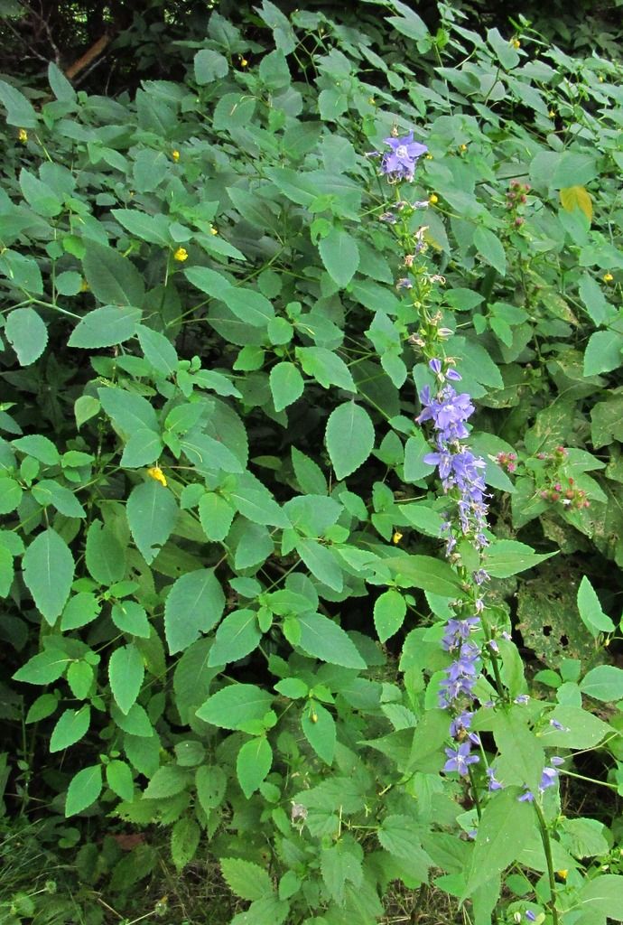 American bellflower with pale jewelweed photo AmericanbellflowerJewelweed_zpslfmku64d.jpg