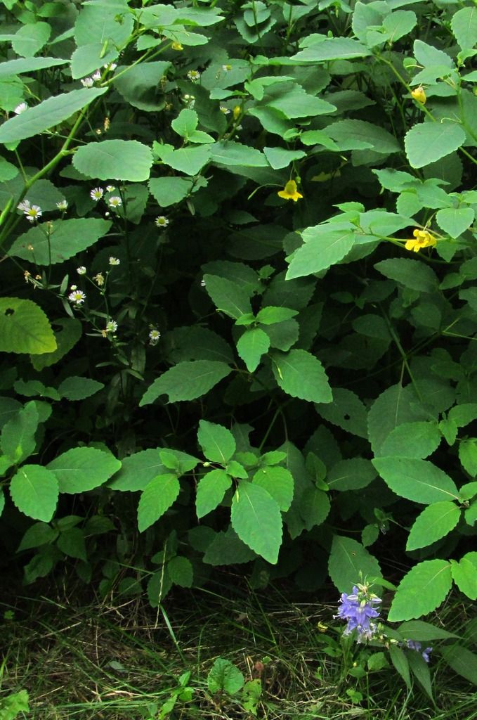 American bellflower, Jewelweed, white aster photo AmericanbellflowerJewelweedaster2_zpsdtiwvdqj.jpg