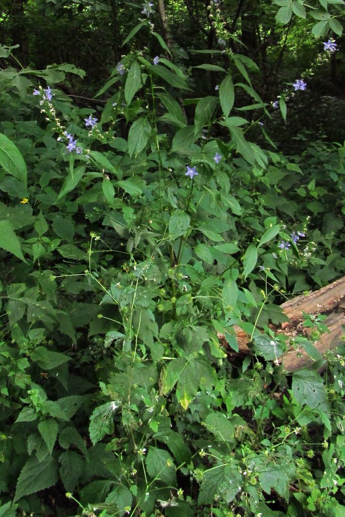 American bellflower with white avens photo AmericanbellflowerWhiteavens2_zps3ytl1umf.jpg