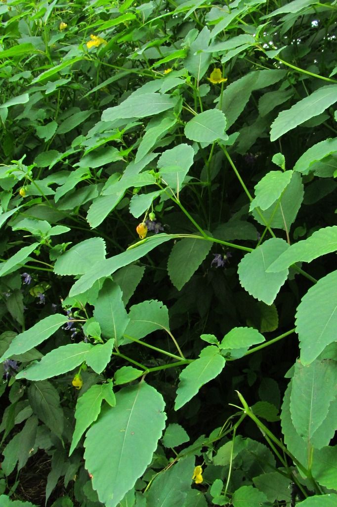 Pale Jewelweed with American bellflower photo AmericanbellflowerinsideJewelweed_zpsyorx3dxq.jpg