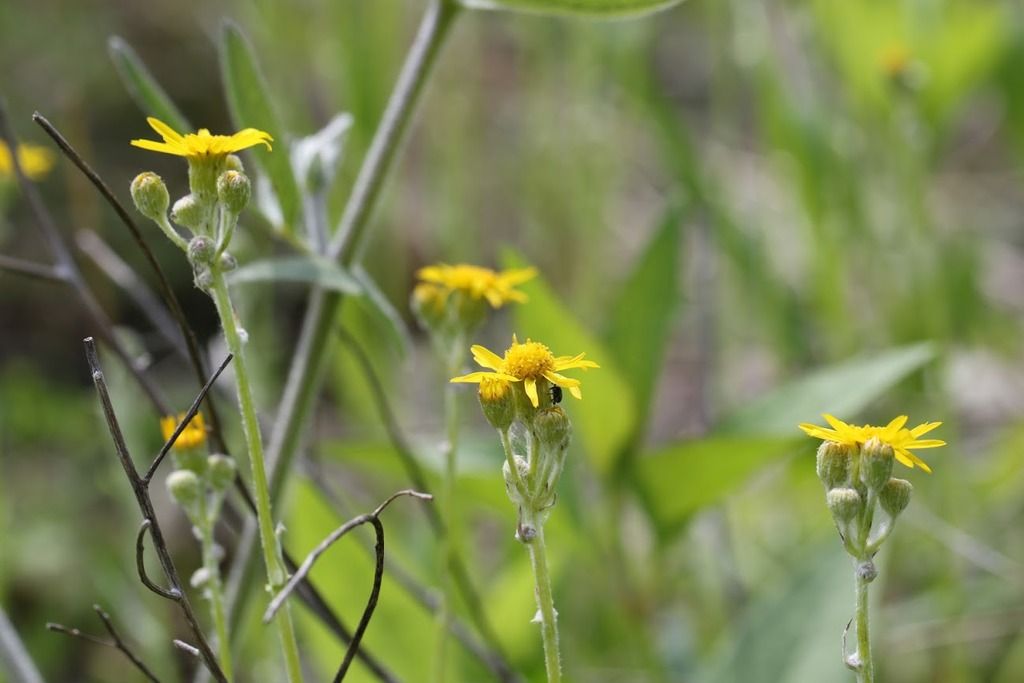 Wendie Schneider photo ragwort 3 photo B88A0141_zpsafcl32xl.jpg