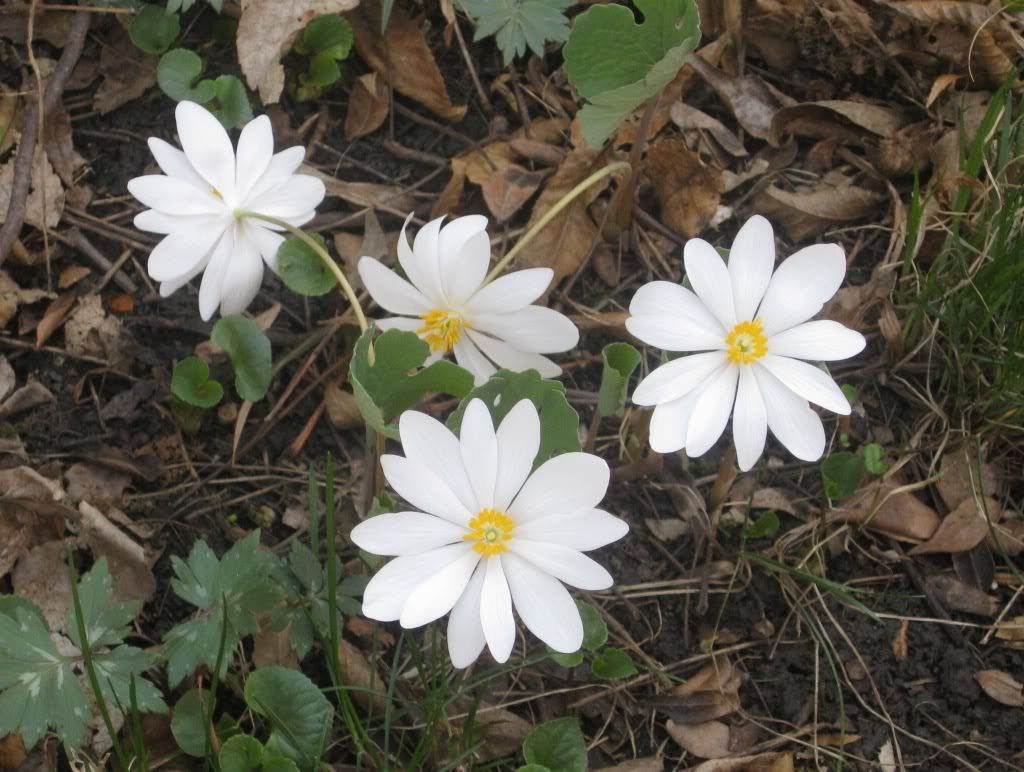 Bloodroot