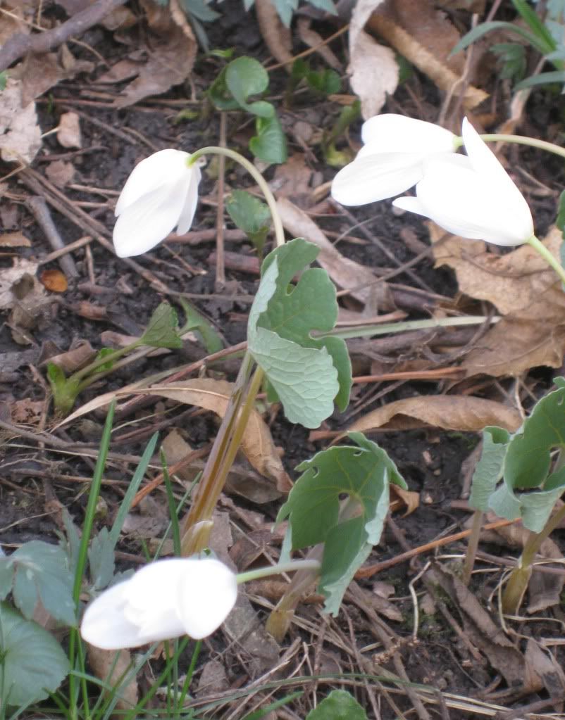 Bloodroot (petals closed), In the evening the petals of the bloodroot wildflower close up.