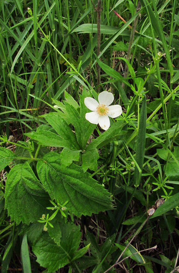  photo Canadaanemonebedstraw_zps90rpxvns.jpg