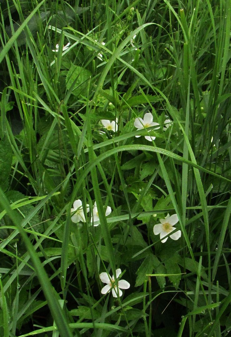 Sedge obscuring Canada anemone photo Canadaanemonehiding_zpshjw9udcu.jpg