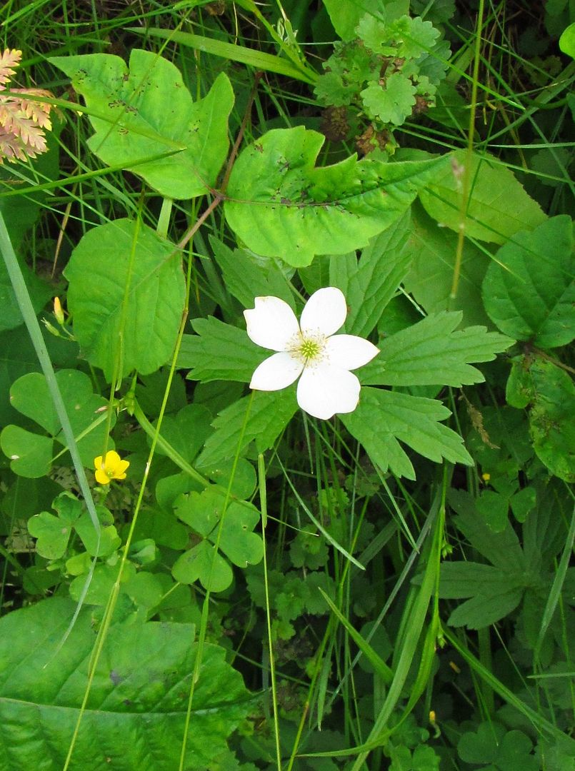  photo Canadaanemonepoisonivy_zpsifsmbfqp.jpg