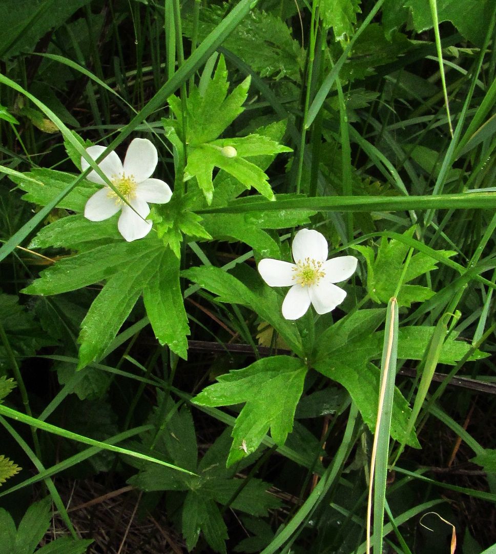 Canada anemone with bud photo Canadaanemonesquare_zpsadmkgdo0.jpg