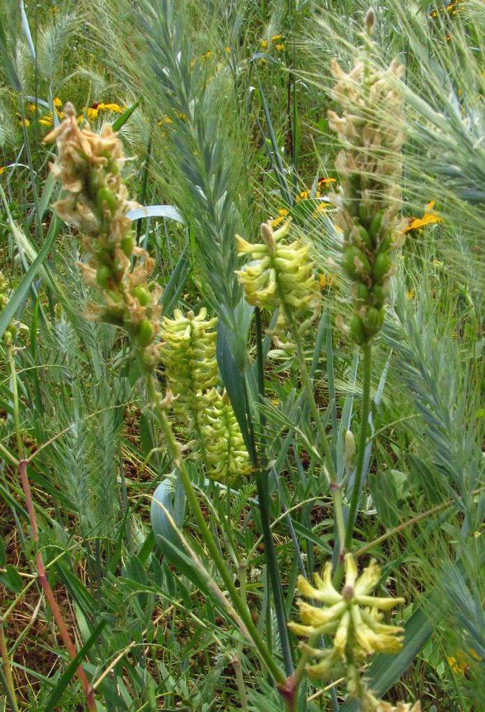 Canada milkvetch flowers, seed pods photo Canadamilkvetch2_zpsry4kkbd2.jpg