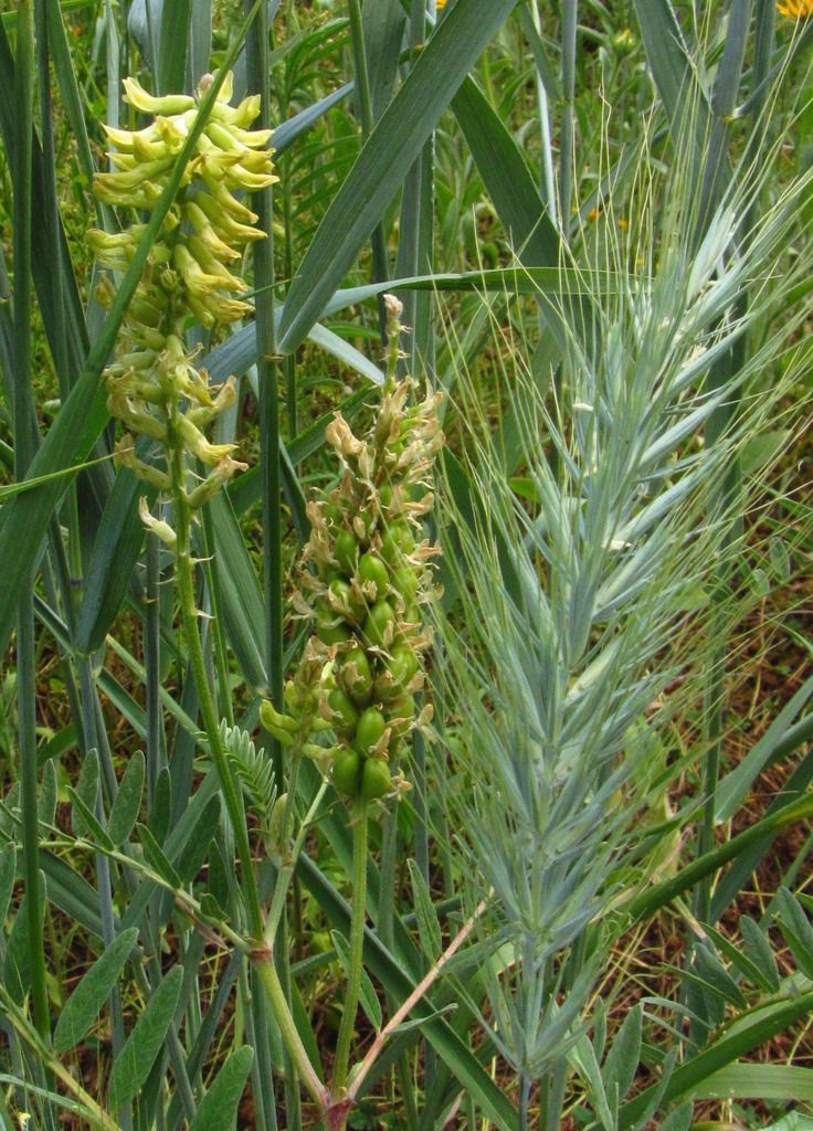 Canada milkvetch flowers, seed pods photo Canadamilkvetch3_zpsw3alywhy.jpg