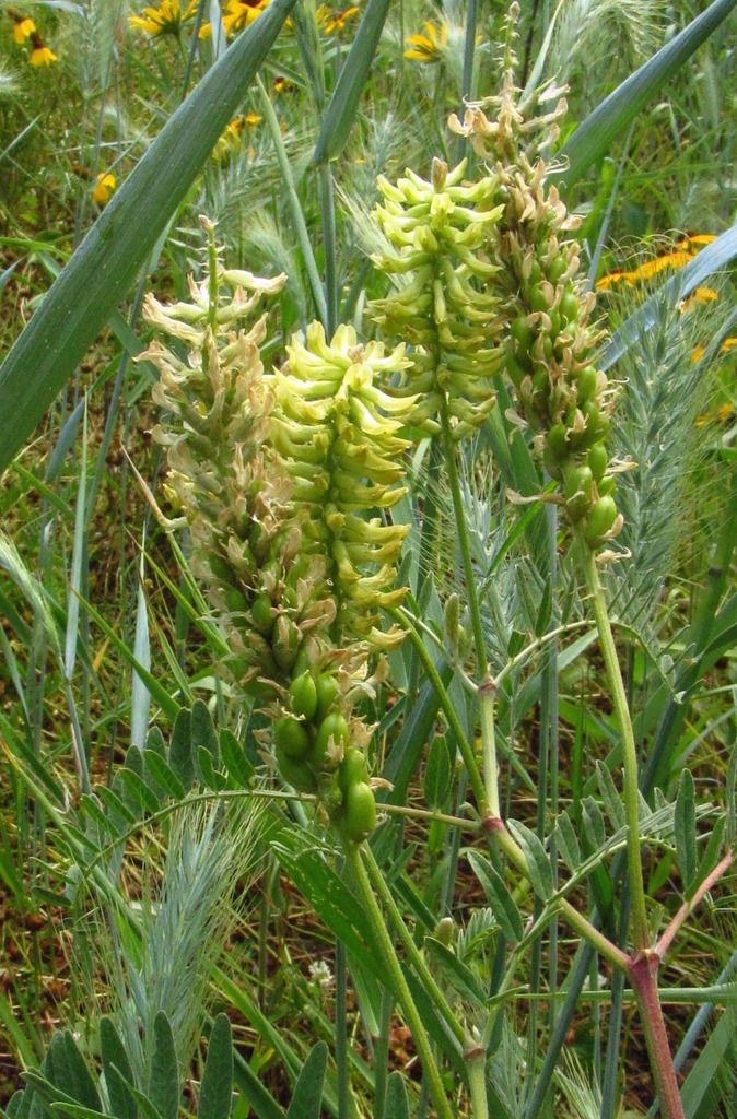 Canada milkvetch flowers, seed pods photo Canadamilkvetch4_zpsoklreq5x.jpg