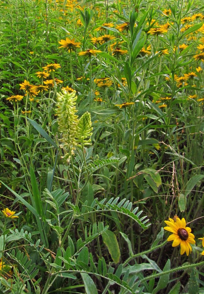  photo CanadamilkvetchblackeyedSusan_zpsnzeuvjsn.jpg