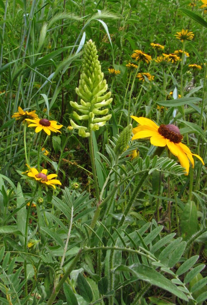 Canada milkvetch starting to flower photo Canadamilkvetchblackeyedsusan_zpsrlle22t3.jpg