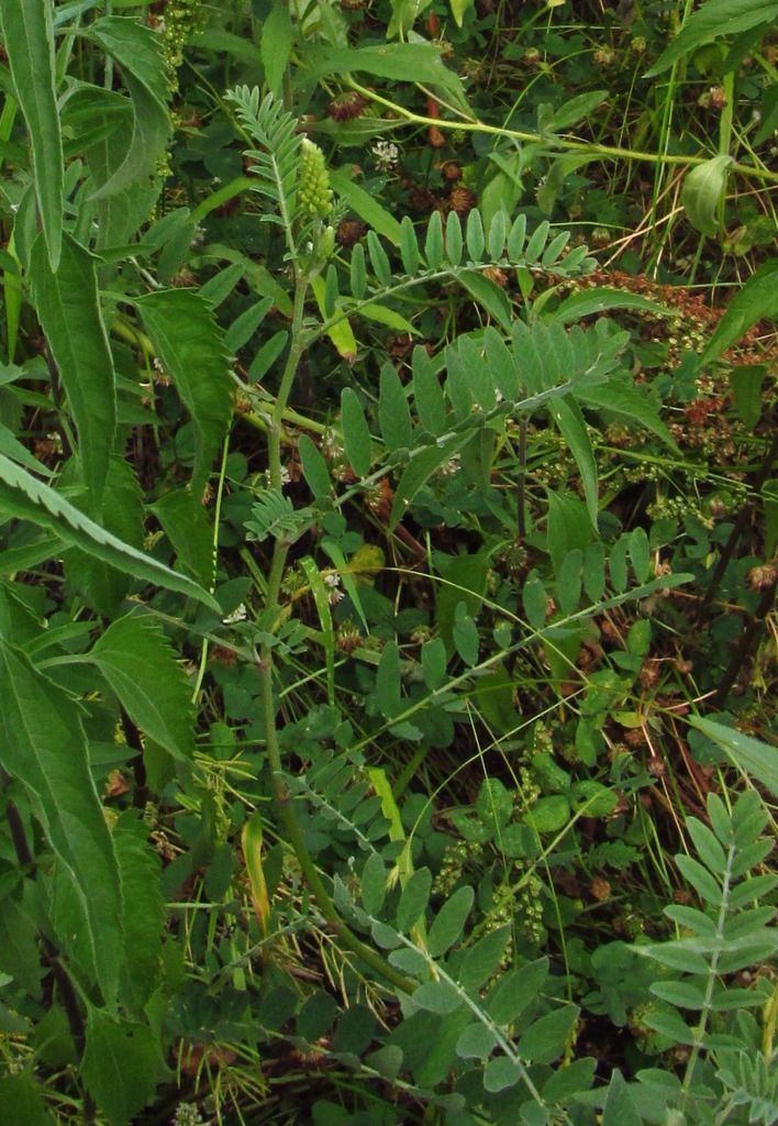 Canada milk vetch with buds photo Canadamilkvetchbuds_zpsnf3addza.jpg