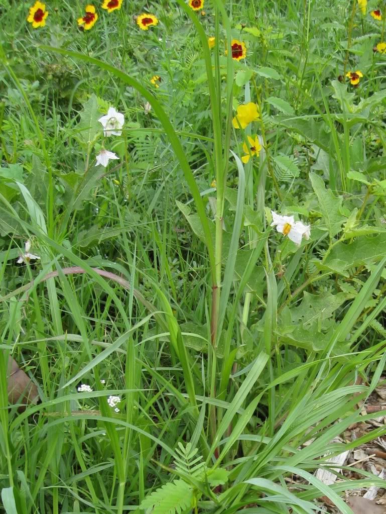 Carolina horsenettle, Carolina horsenettle with partridge pea and plains coreopsis, blooming in central Iowa, August 2012