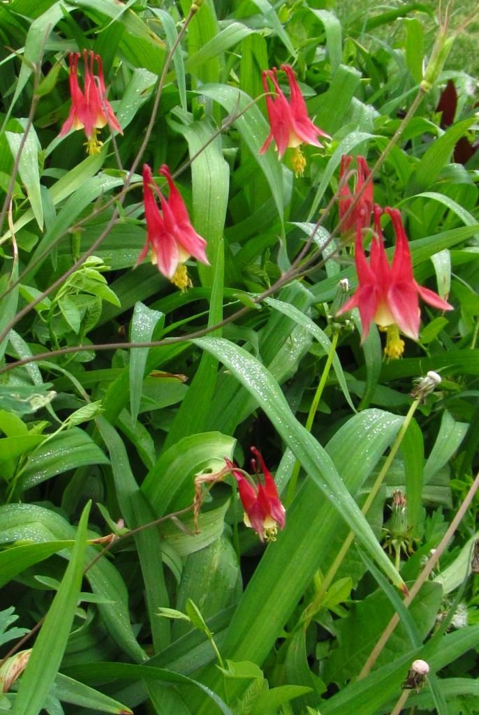 Columbine close up photo Columbine3_zps5e55c567.jpg