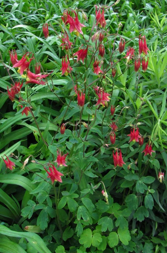 Columbine group photo Columbine4_zps79440260.jpg