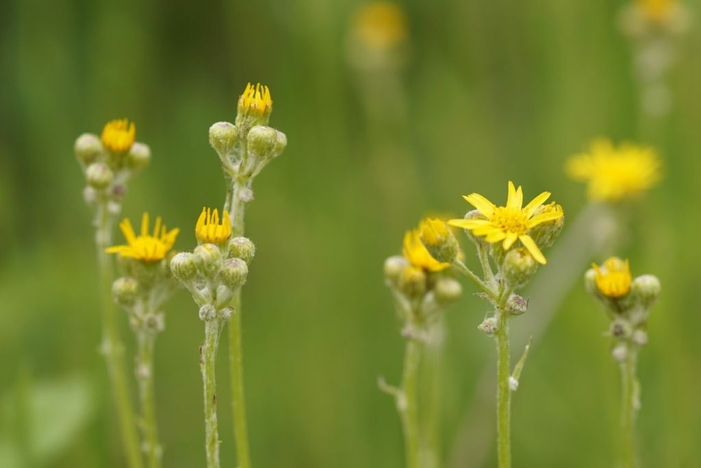 Wendie Schneider photo ragwort 5 photo DSC01954-1_zpsab0ionvq.jpg