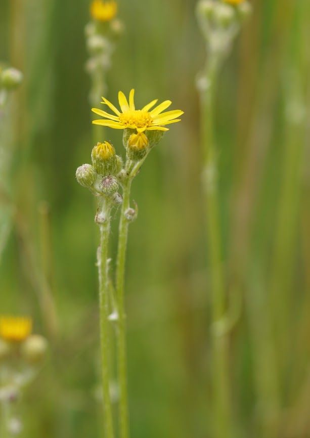 Wendie Schneider photo ragwort 2 photo DSC01958_zpsge0itajw.jpg