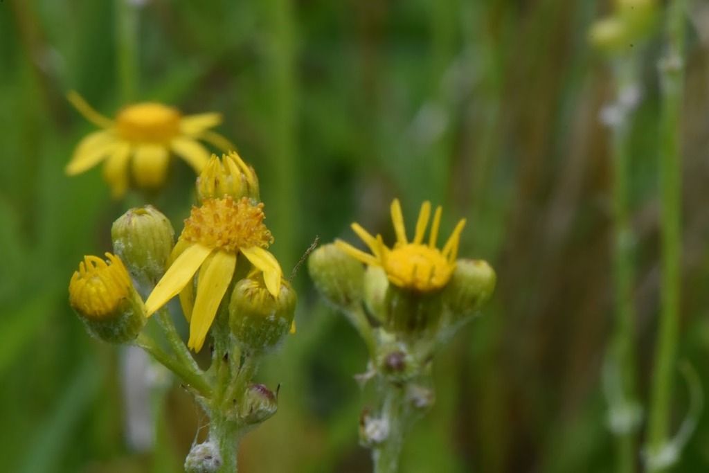 Wendie Schneider photo ragwort 4 photo DSC_4731_zpsz4waqlgx.jpg