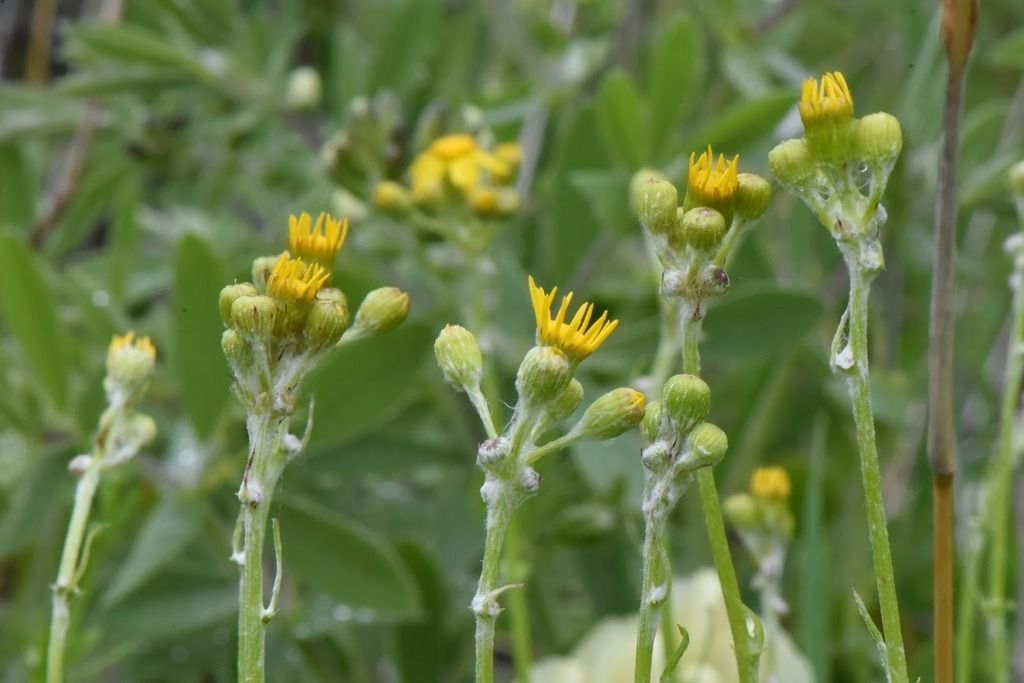 Wendie Schneider photo ragwort 1 photo DSC_4732_zpscoexloqu.jpg