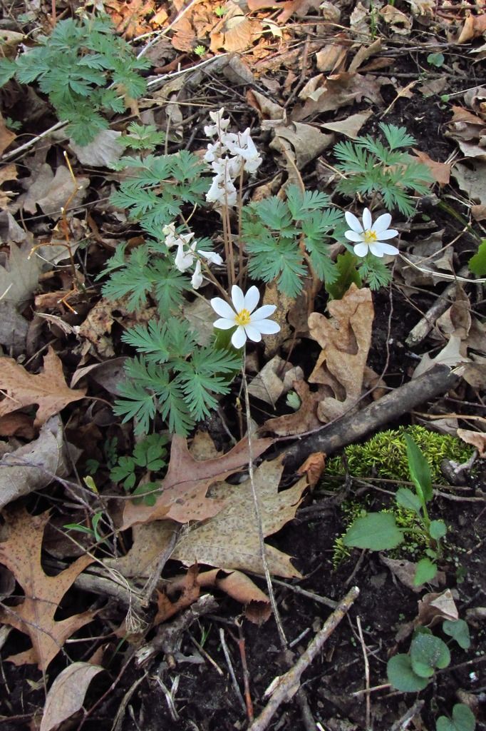  photo DutchmansbreechesBloodroot_zpsyulkmwbz.jpg