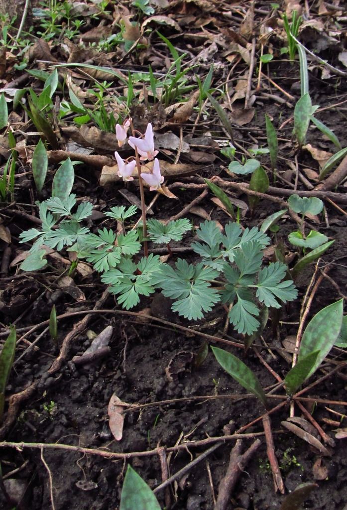 Dutchman's breeches with dogtooth violet leaves photo DutchmansbreechesDogtooth1_zpsv2lnfkbr.jpg