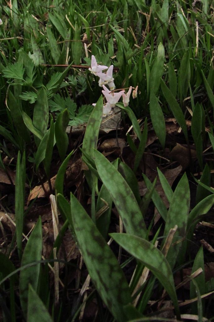 Dutchman's breeches with dogtooth foliage photo DutchmansbreechesDogtooth2_zpsjq6x41cr.jpg