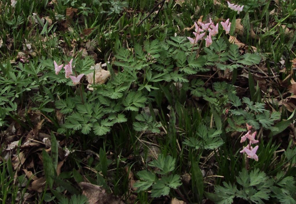  photo DutchmansbreechesToothwortDogtooth_zpsjqldwwvu.jpg