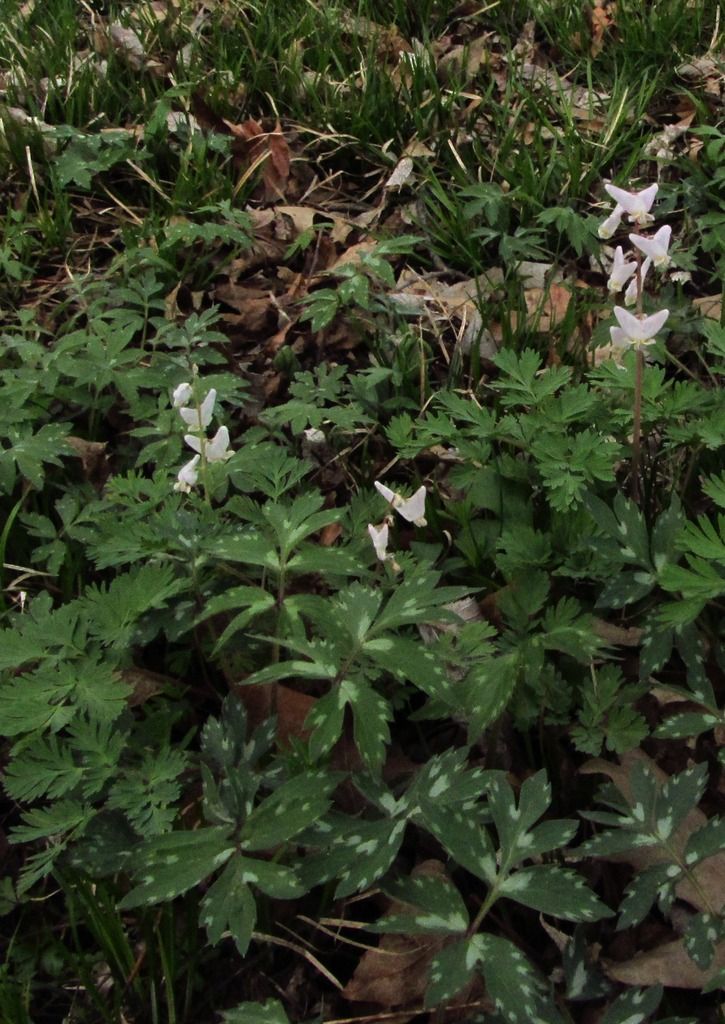  photo DutchmansbreechesWaterleaf3_zpszc0n9wj8.jpg