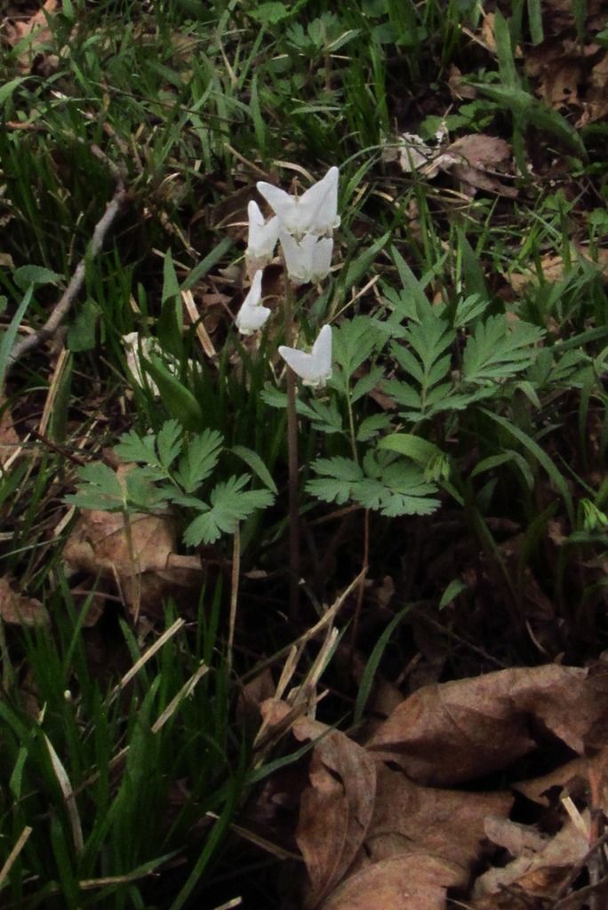 Dutchman's breeches photo Dutchmansbreechesalone_zpstibb8exx.jpg