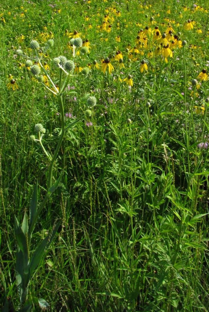 Testing rattlesnake master with coneflowers. photo 1149338_186253798220949_1658100016_o.jpg