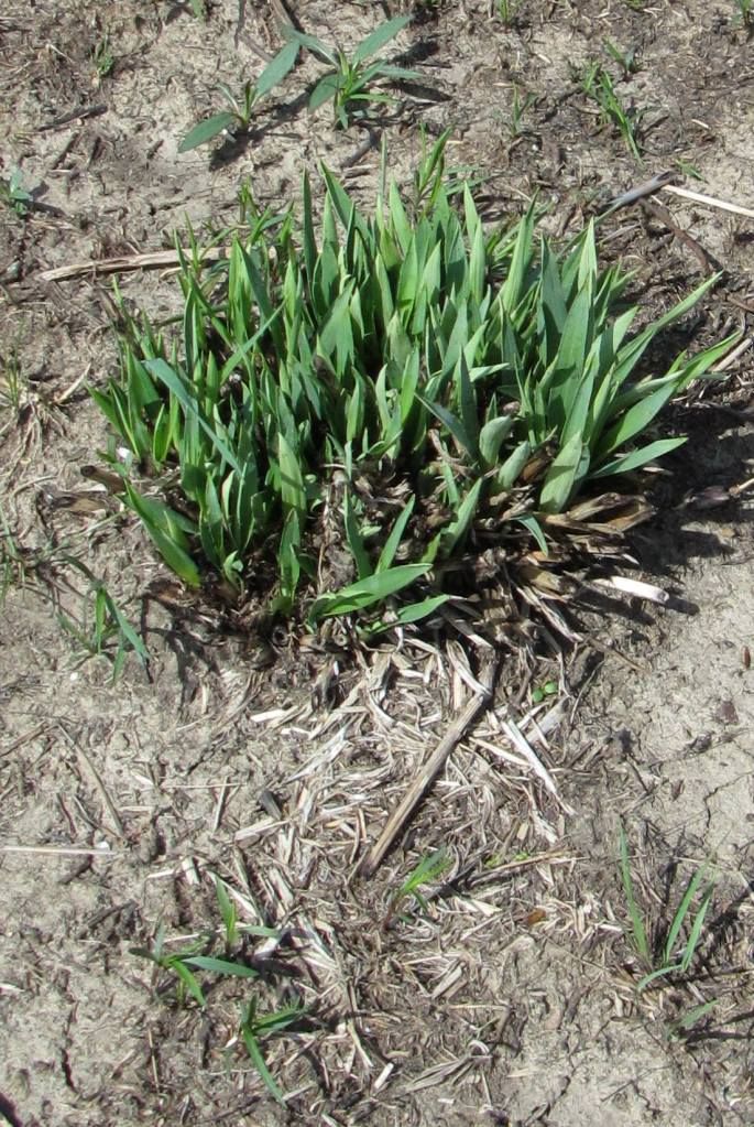 Testing to see if this photo uploads: rattlesnake master seedlings. photo 1233290_186248641554798_1573047884_o.jpg