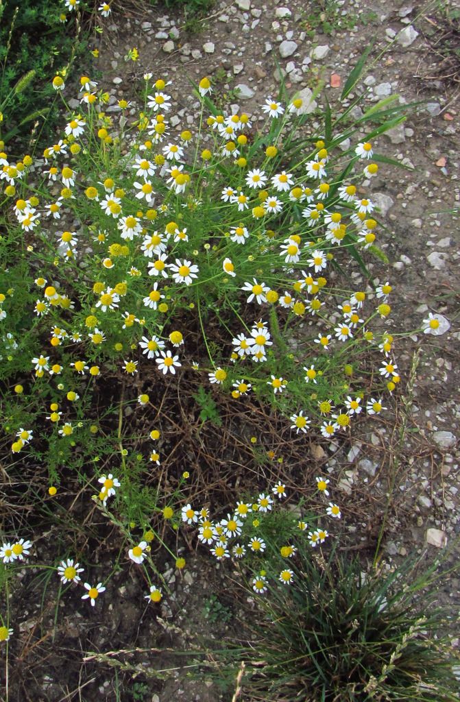 German chamomile on disturbed ground photo Germanchamomile1_zpsn0hdv3sv.jpg