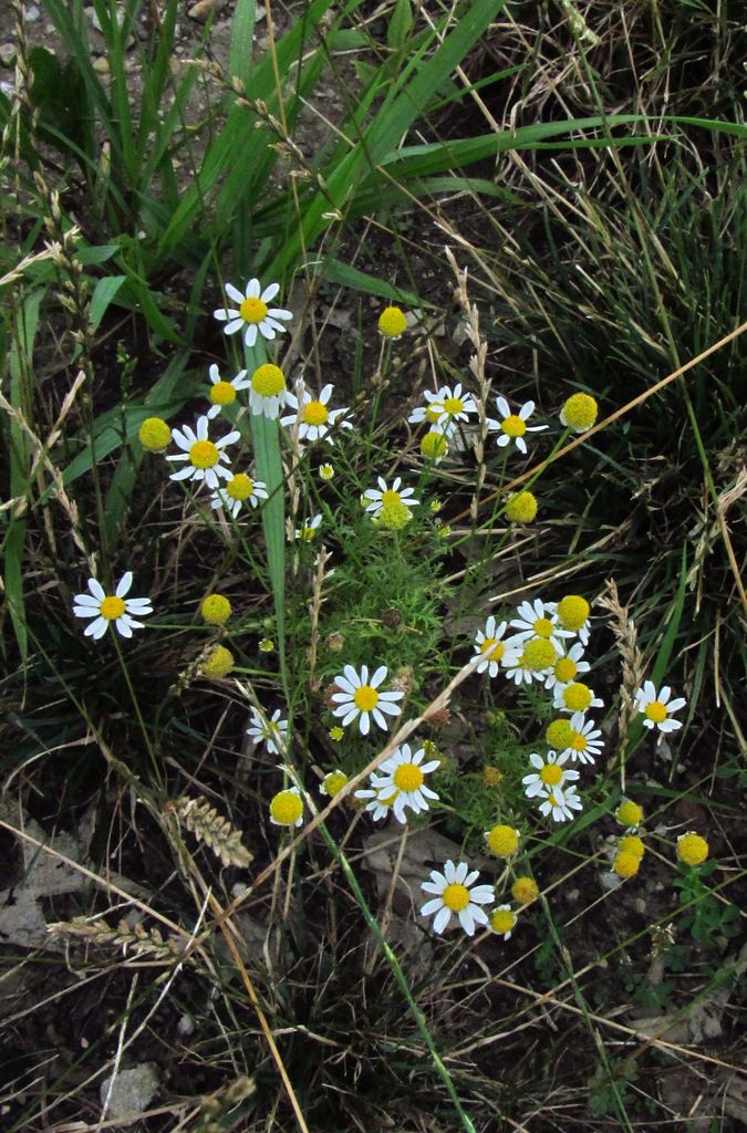 German chamomile photo Germanchamomile3_zpsafezei6w.jpg